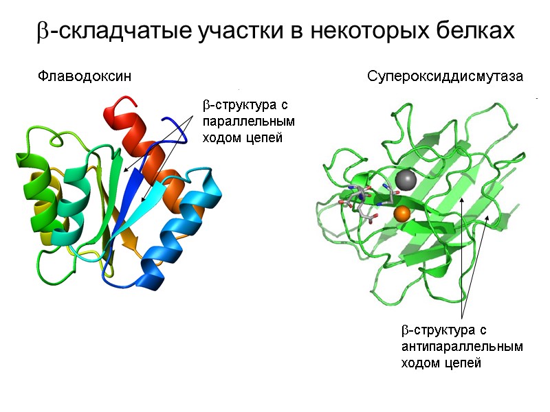 -складчатые участки в некоторых белках Флаводоксин -структура с параллельным ходом цепей Супероксиддисмутаза -структура с